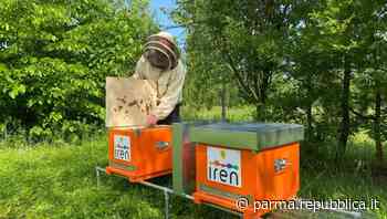 Nell'area del termovalorizzatore di Parma arrivano due alveari con 120mila api - La Repubblica