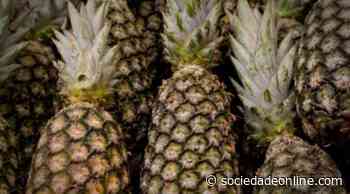 Missão do Banco Mundial visita cooperativa de Itaberaba apoiada pelo Governo do Estado - Sociedade Online