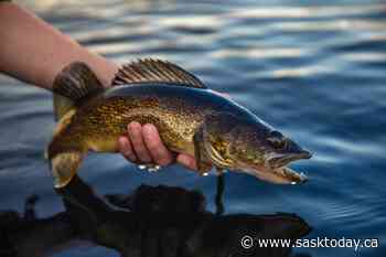 First-ever Walleye Classic to be hosted by Weyburn Wildlife Federation on June 4 - SaskToday.ca