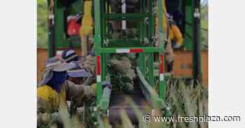 Costa Rican cyberattack another shipping challenge for pineapples - FreshPlaza.com