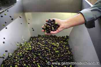 Vuoi farti il "tuo" olio? Il Comune di Greve in Chianti sta assegnando gli oliveti pubblici - Il Gazzettino del Chianti e delle Colline Fiorentine