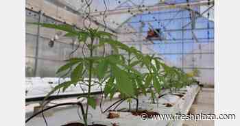 Spanish seed house Intersemillas begins research into medical cannabis - FreshPlaza.com