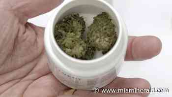 Miami drops years of opposition to medical marijuana dispensaries inside city limits - Miami Herald