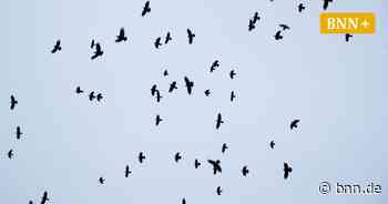 Gernsbach: Obertsroter klagen über Krähen-Plage im Dorf - BNN - Badische Neueste Nachrichten