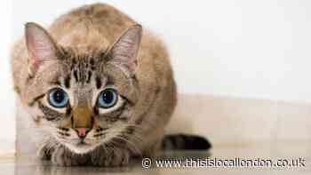 Eltham pensioner caused starving cat unnecessary suffering