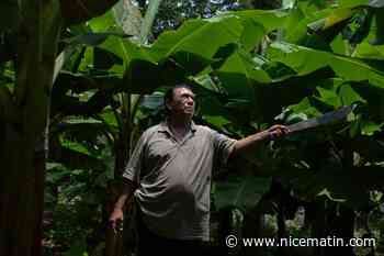 Maladies, stérilité, impunité: des malades exposés à un pesticide au Nicaragua réclament justice