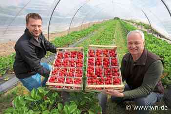 Start in die Erdbeer-Saison
