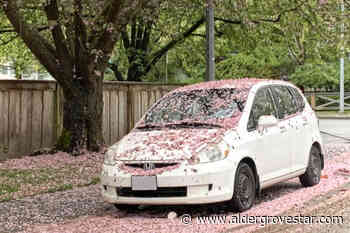 SHARE: Pink petals flood Langley City street – Aldergrove Star - Aldergrove Star