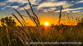 Weizen: Globaler Ernte-Rückgang erwartet, Börse reagiert mit kräftigem Preisanstieg