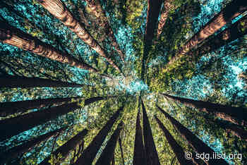 FAO Flagship Outlines Forest Pathways for Tackling Planetary Crises | News | SDG Knowledge Hub | IISD - IISD's SDG Knowledge Hub