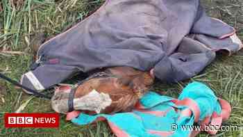 New Forest pony rescued after getting stuck in drainage channel - BBC