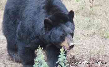UPDATE: Children's Forest Back Open After Bear Sighting Over Weekend - country94.ca