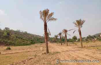 Developers warned against carving out illegal farmhouses in forest area near Chandigarh - The Tribune India