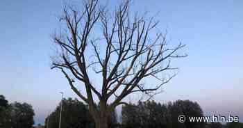 Een reus op lemen voeten haalt de gemeenteraad - Het Laatste Nieuws