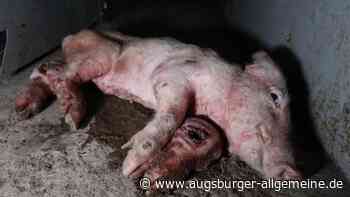 Schweine-Skandal: Staatsanwaltschaft beantragt Strafbefehl gegen Züchter
