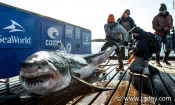 A 1,000-pound great white shark named Ironbound is lurking off the East Coast