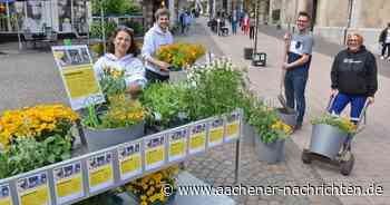 Pflanzaktion gegen Leerstände: Alle Geschäfte müssen ihre Blumenkübel bei der Behörde melden