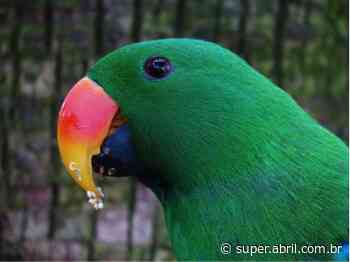 Para ficarem doidões, papagaios atacam plantações de papoulas - Superinteressante