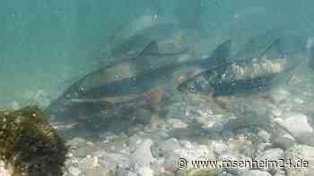 „Umweltdesaster“ am Soyener Nasenbach: Behörden wollen Wasserqualität verbessern – doch so einfach ist das nicht