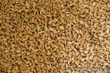 Einfuhrpreis für Getreide um mehr als 50 Prozent gestiegen - freiepresse.de