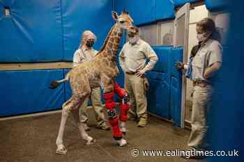 Baby giraffe bounces back after being fitted with orthotic brace - Ealing Times