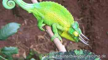 Studie: Bei weniger Feinden werden Chamäleons auffälliger