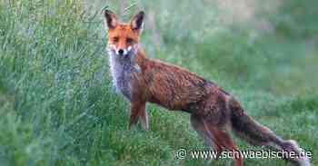 Staupe im Kreis Ravensburg: Auch für Hunde eine Gefahr - Schwäbische