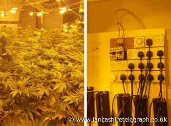 Another 150 cannabis plants seized as police uncover second grow in two days