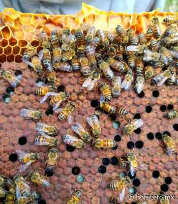 En la Casa de Cultura de Coatepec se presenta el Festival “Abejas y fertilidad” - Hora Cero | Noticias de Veracruz