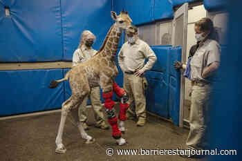 Bracing for her future: Human medicine rescues giraffe - Barriere Star Journal