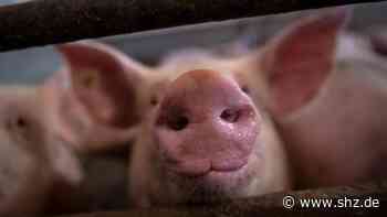 Strafbefehl gegen früheren Landwirte beantragt: 850 teils skelettierte Schweine in Garrel: Diese Strafe droht Ex-Tierhalter | shz.de - shz.de