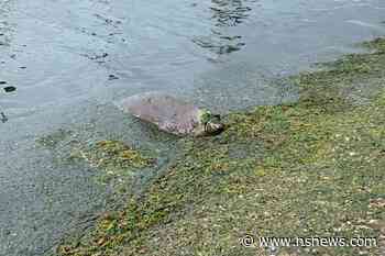 How did this seal die on a Tsawwassen beach? - North Shore News