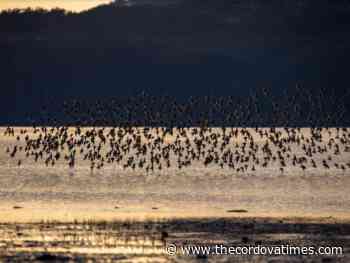 Photo reflections on the Copper River Delta Shorebird Festival - The cordova Times