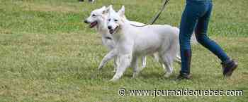 Un nouveau parc canin «temporaire» à Saint-Romuald dès le 20 mai