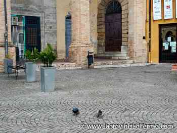 Fermo, guerra ai piccioni. Appello ai Comuni: "Danni nel centro storico, devastazione nei campi di girasole. Aiutateci" - Laprovinciadifermo.com