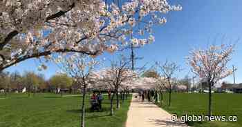 Cherry blossoms in full bloom across Hamilton and area, but not for long - Global News