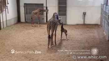 Seneca Park Zoo's baby giraffe meets father for first time