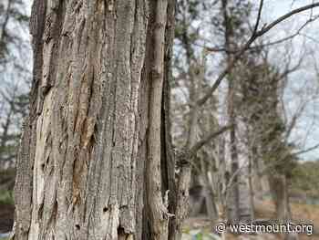 The Trees of King George Park project - City of Westmount - Ville de Westmount