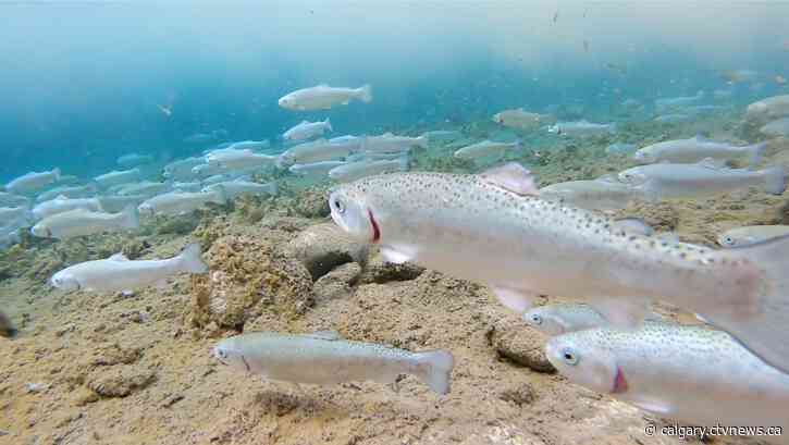 Alberta hatcheries begin stocking ponds with more than a million trout