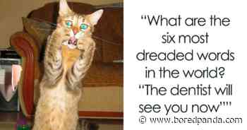 147 Dental Jokes That Will Make You Grin - Bored Panda