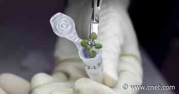 Plants Grown in Moon Soil for First Time Tease Future of Lunar Lunch     - CNET