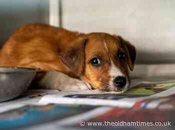 Pet experts 'cynical' about animal cruelty plans - The Oldham Times