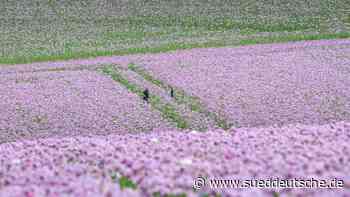 Agrar - Bonn - Sachsen ist Spitzenreiter beim Anbau von Schlafmohn - Wirtschaft - Süddeutsche Zeitung - SZ.de