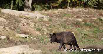 Kreis Bayreuth: Wölfe im Veldensteiner Forst bekommen Junge - Behörde mit eindringlichem Appell - inFranken.de
