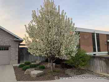 Bradford pear the most widely-planted white flowering tree - Sarnia and Lambton County This Week