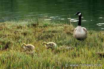 Learn some facts about Canadian Geese spotted in Squamish - North Shore News