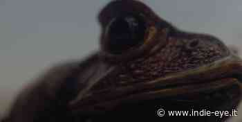 Wovenhand - 8 of 9, il video apocalittico di Dehn Sora - Indie-eye