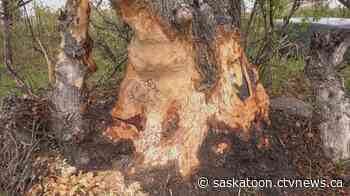 Why you may be spotting beavers more often in Saskatoon