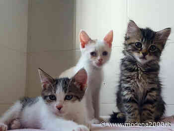 Dal 15 maggio il nuovo Gattile intercomunale di Modena adotta l'orario estivo - Modena 2000