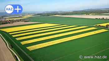 Hemmingen: Ackerbau in Streifen - Landwirt aus Ohlendorf nimmt an Projekt teil - HAZ